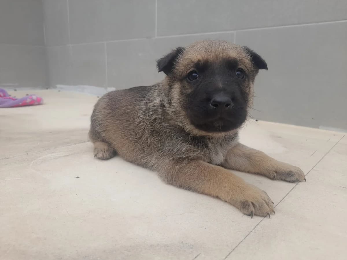 Lottus –, male young Mixed Breed for adoption at Tierschutzverein ARCA e.V., Gernsbach