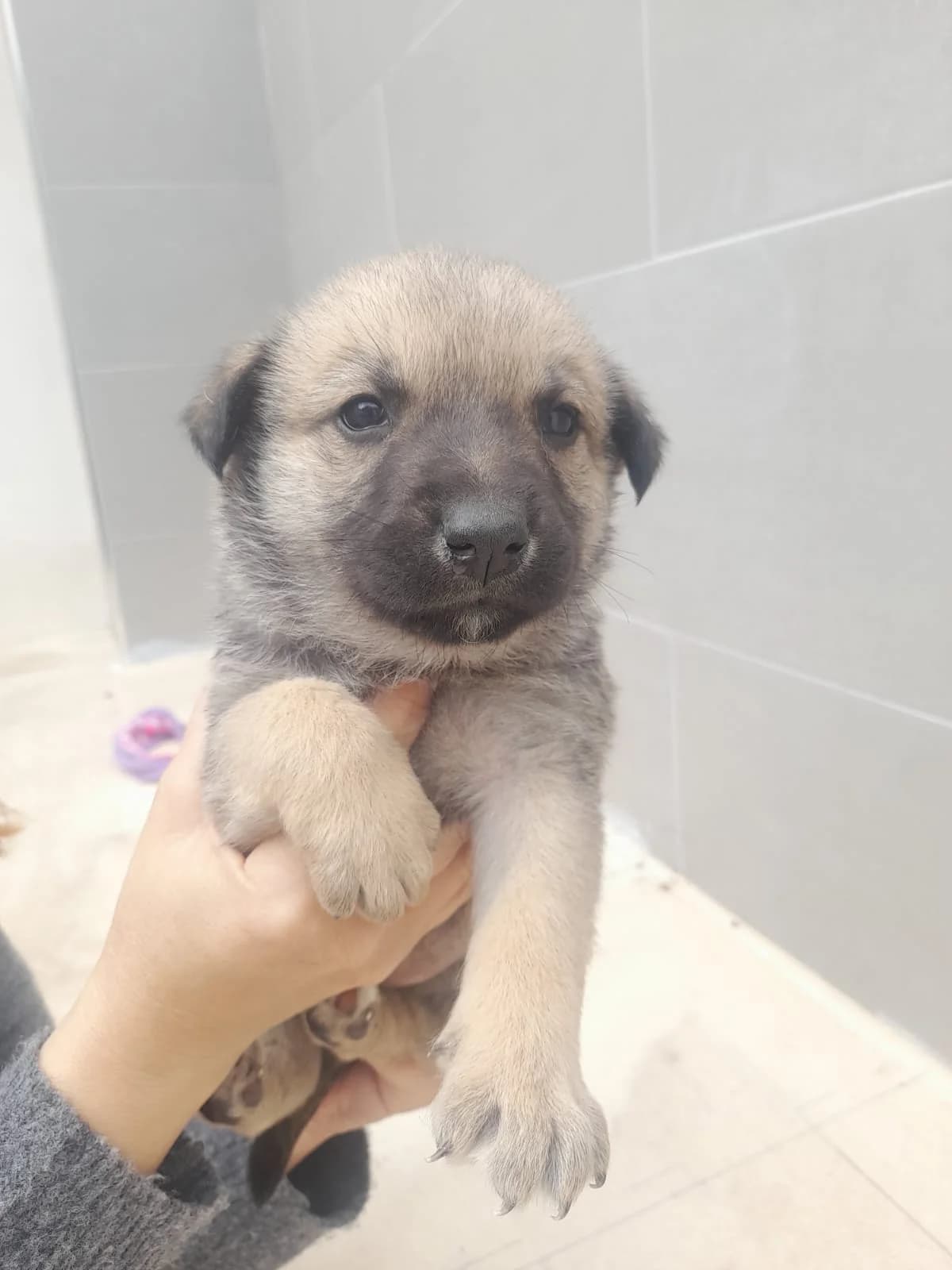Oreo –, male young Mixed Breed for adoption at Tierschutzverein ARCA e.V., Gernsbach