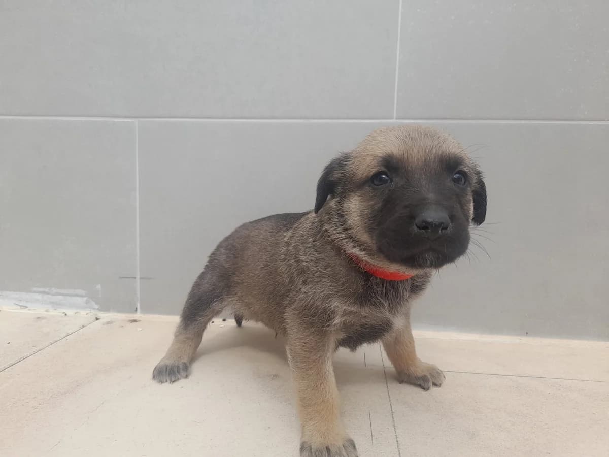 Principe –, male young Mixed Breed for adoption at Tierschutzverein ARCA e.V., Gernsbach