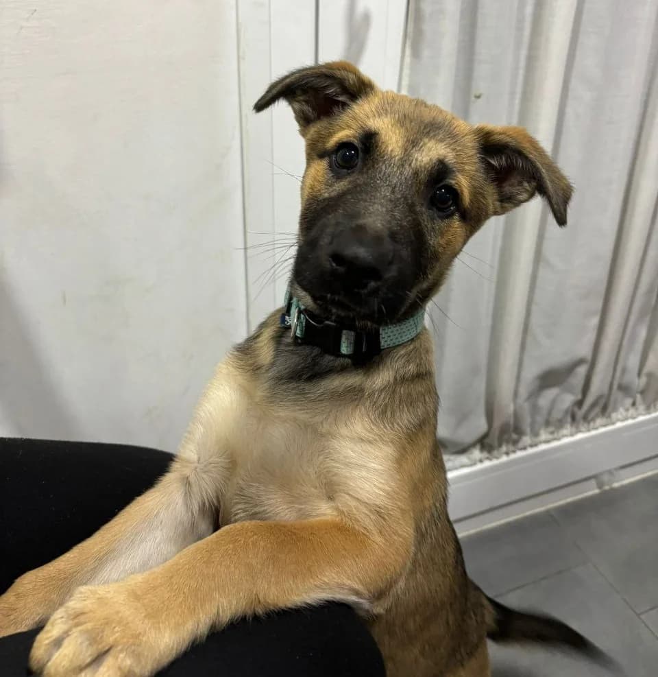 Galleta –, male young Mixed Breed for adoption at Tierschutzverein ARCA e.V., Gernsbach