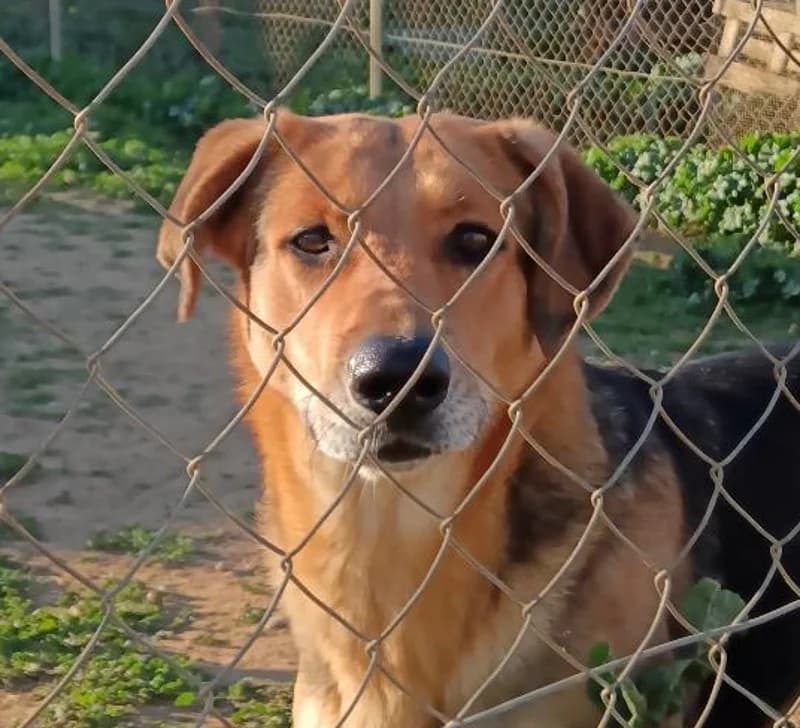 Rebeca –, female Mixed Breed for adoption at Tierschutzverein ARCA e.V., Gernsbach
