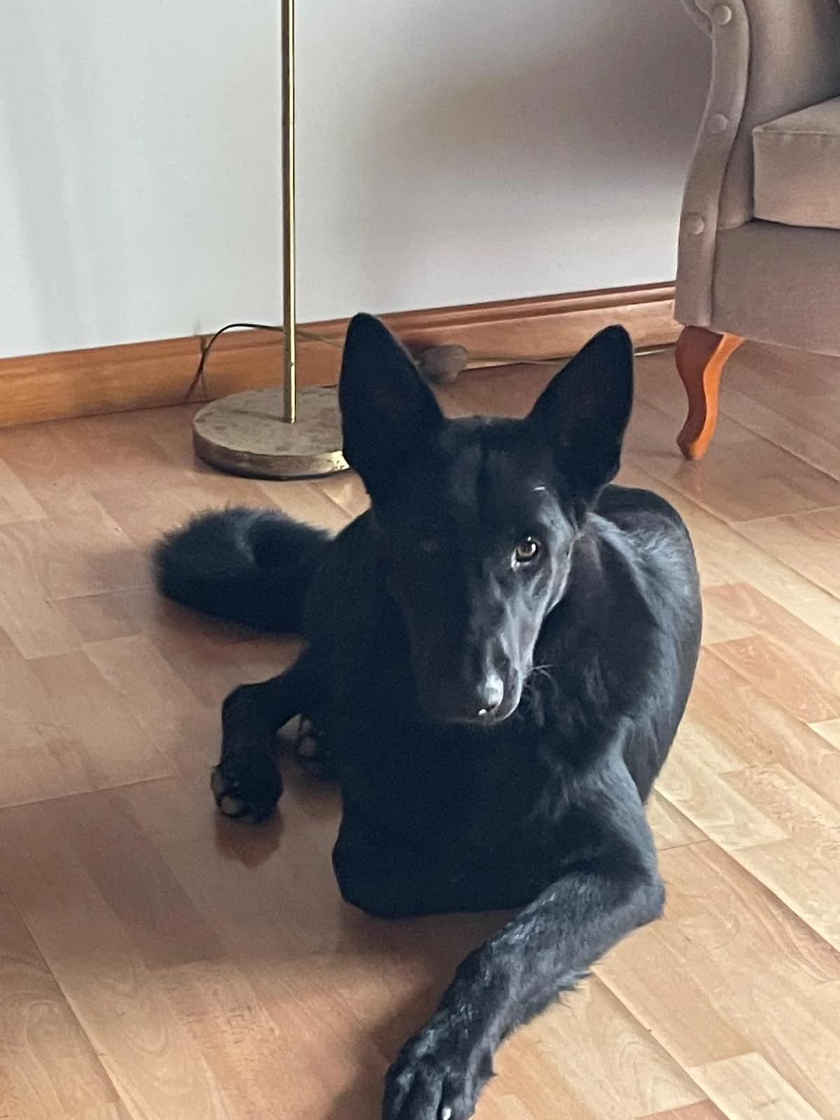 Negro –, male Mixed Breed for adoption at Tierschutzverein ARCA e.V., Gernsbach