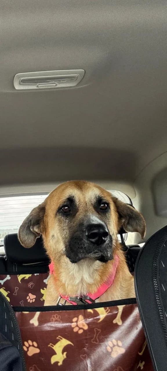 Venus –, female young Mixed Breed for adoption at Tierschutzverein ARCA e.V., Gernsbach