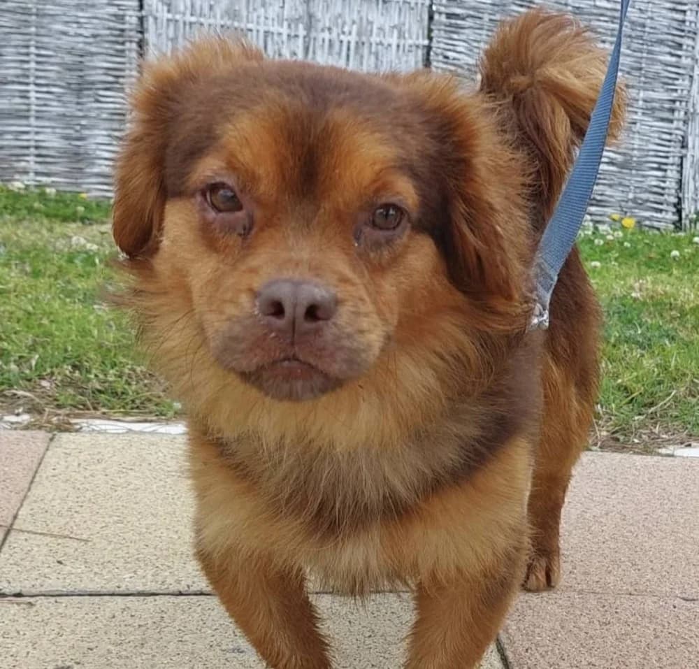 Acebuche –, male Mixed Breed for adoption at Tierschutzverein ARCA e.V., Gernsbach