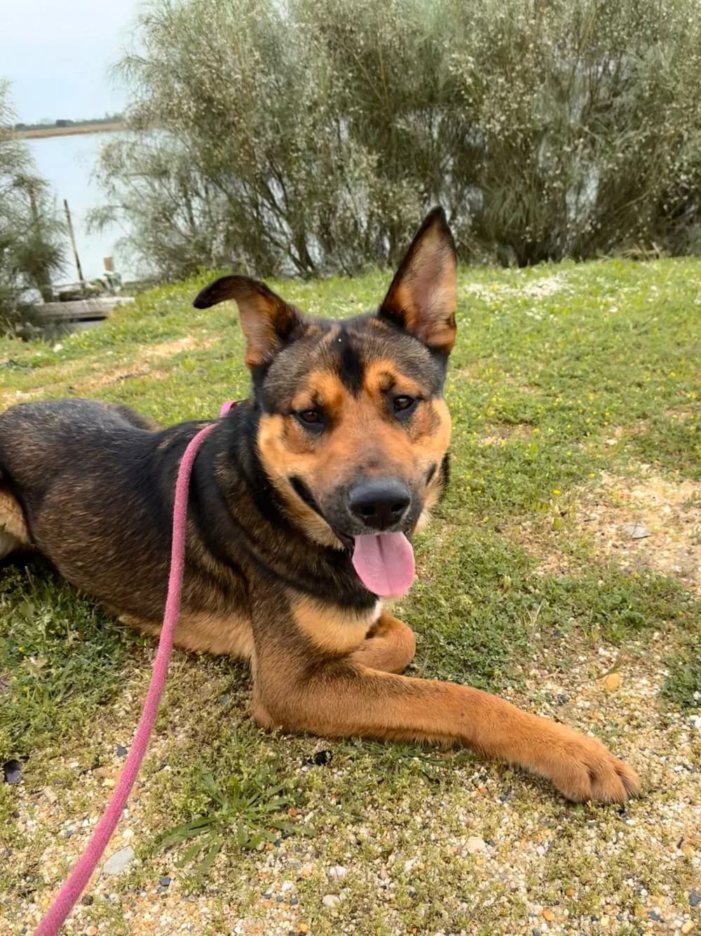 Proton, sand male Mixed Breed for adoption at Tierschutzverein ARCA e.V., Gernsbach