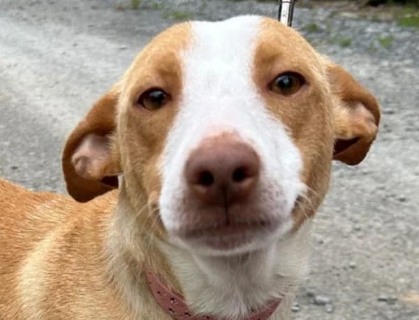 Cala –, female puppy Mixed Breed for adoption at Tierschutzverein ARCA e.V., Gernsbach