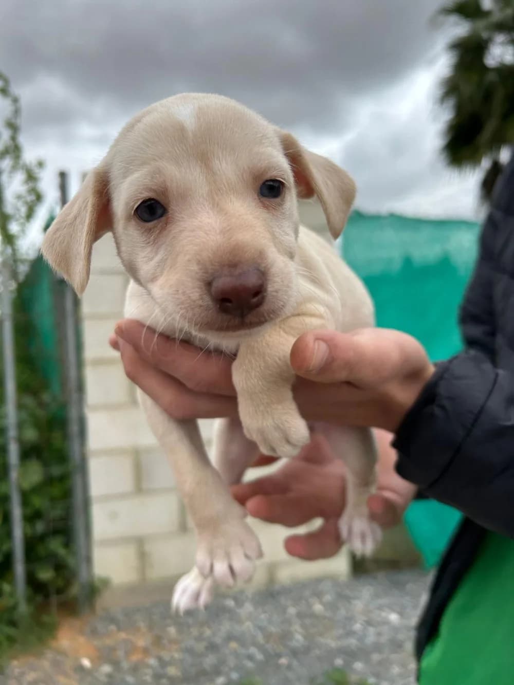 Gia –, female puppy Mixed Breed for adoption at Tierschutzverein ARCA e.V., Gernsbach