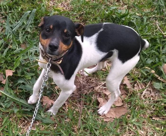 Mateo –, puppy Mixed Breed for adoption at Tierschutzverein ARCA e.V., Gernsbach