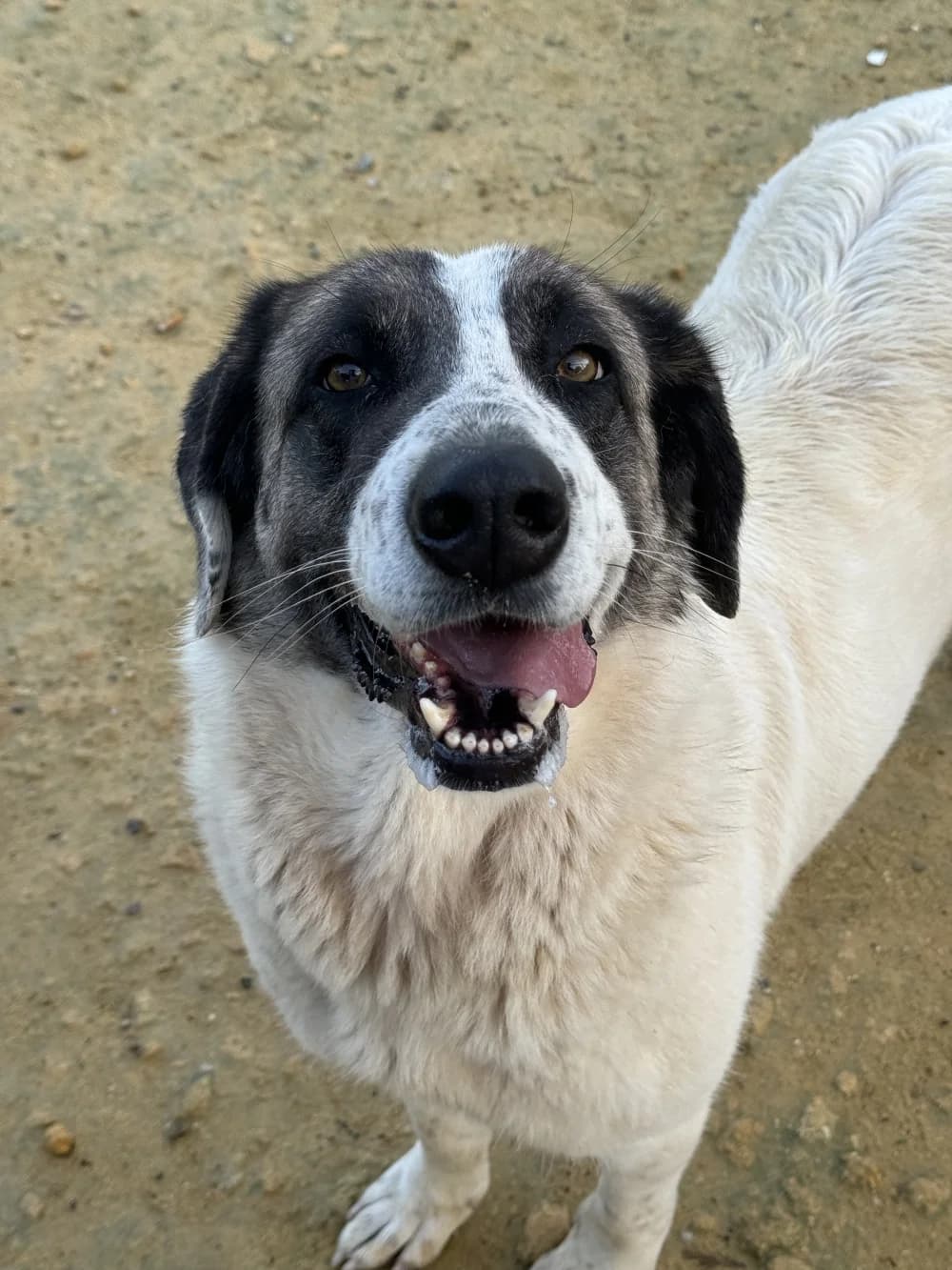 Nena –, 3yo Mixed Breed for adoption at Tierschutzverein ARCA e.V., Gernsbach