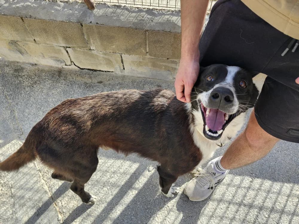 Coco -vermittelt, male Mixed Breed for adoption at Tierschutzverein ARCA e.V., Gernsbach