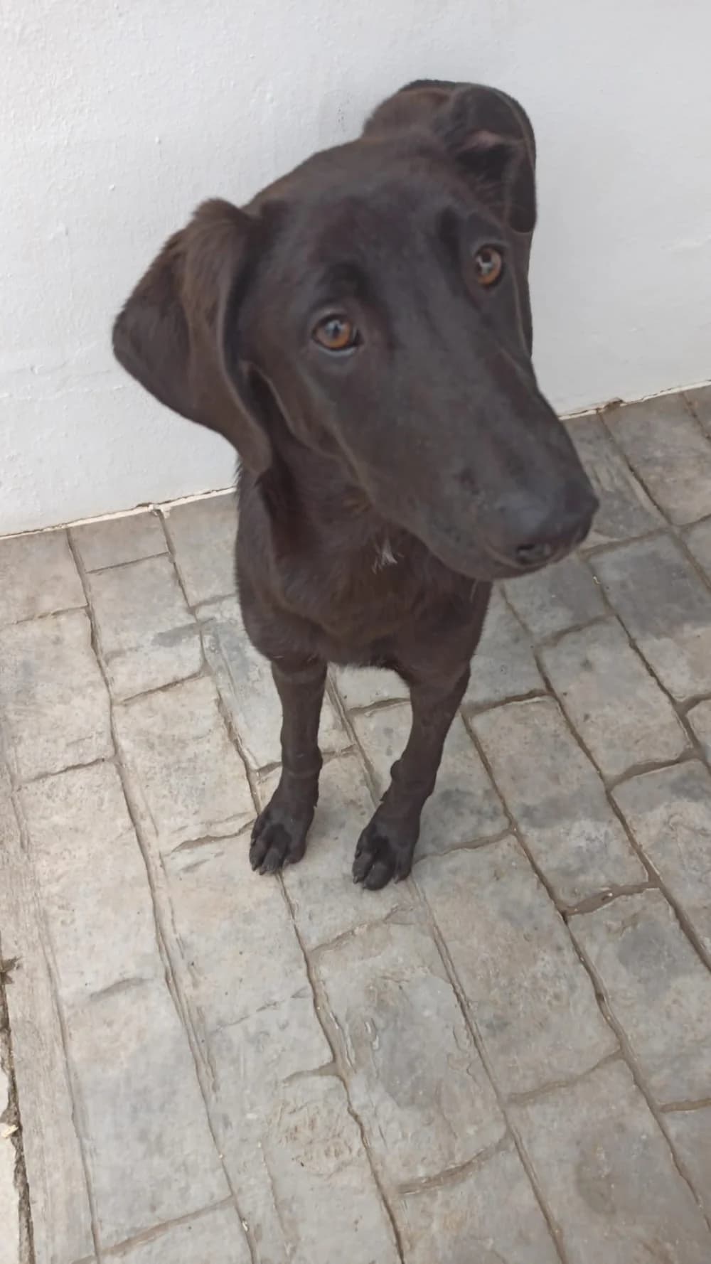Kyva –, female Mixed Breed for adoption at Tierschutzverein ARCA e.V., Gernsbach
