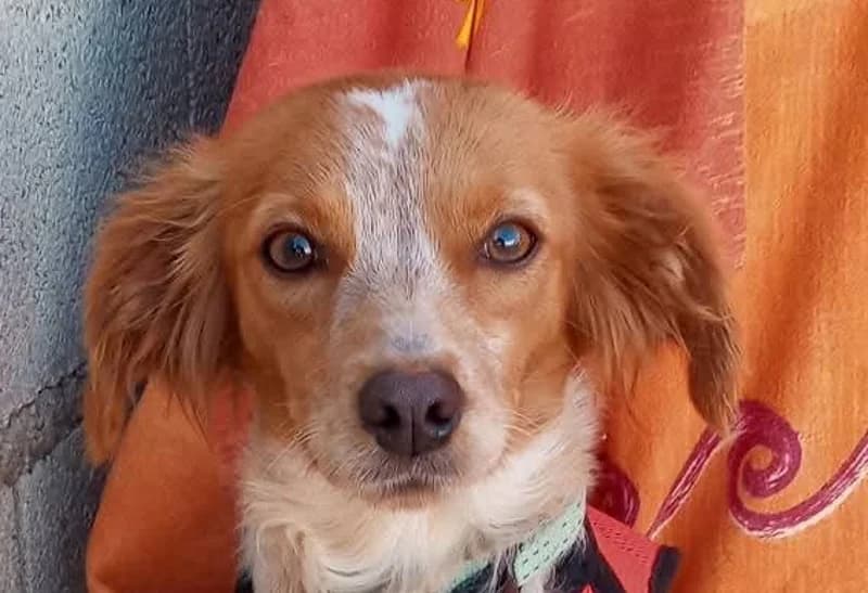 Lole –, gold female Mixed Breed for adoption at Tierschutzverein ARCA e.V., Gernsbach