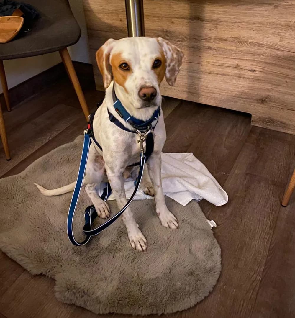 Taco –, gold male Mixed Breed for adoption at Tierschutzverein ARCA e.V., Gernsbach