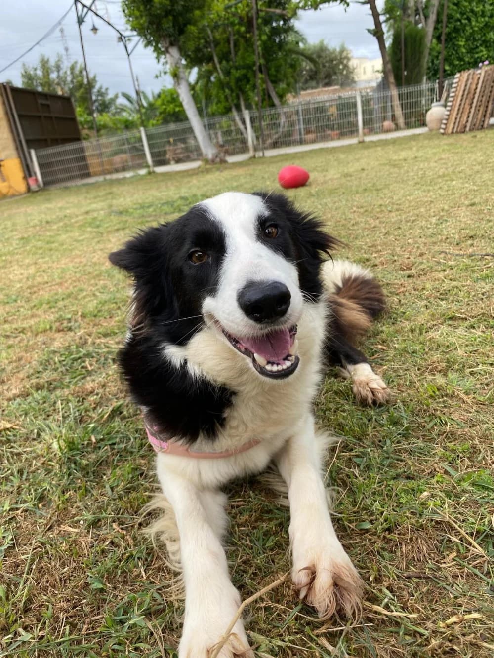 Freya –, puppy Mixed Breed for adoption at Tierschutzverein ARCA e.V., Gernsbach