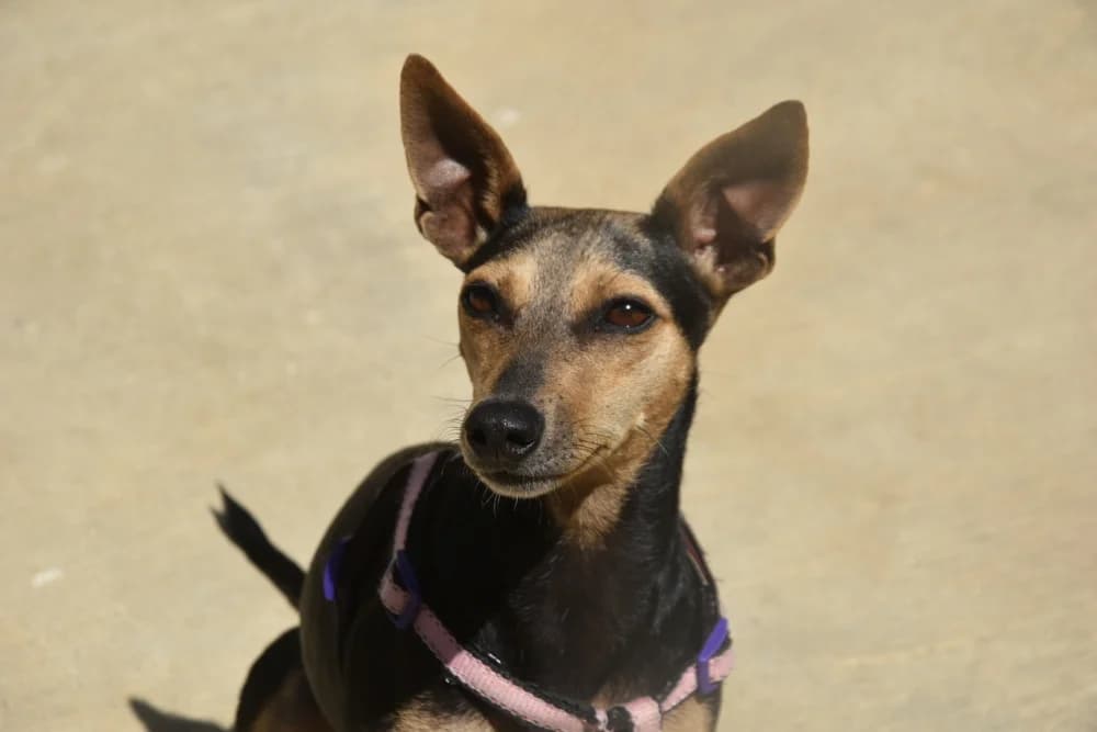 Ninfa –, female young Mixed Breed for adoption at Tierschutzverein ARCA e.V., Gernsbach
