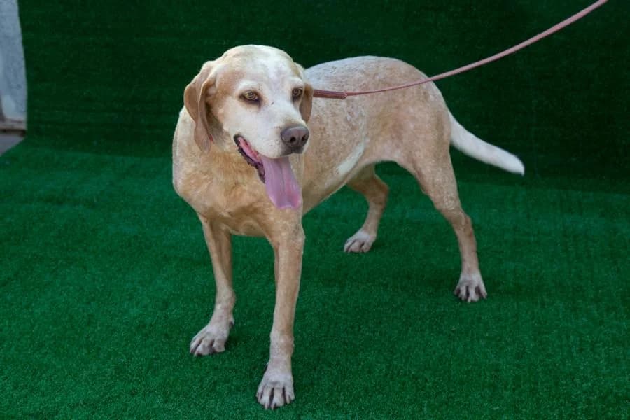 Dari, female Mixed Breed for adoption at Tierschutzverein ARCA e.V., Gernsbach