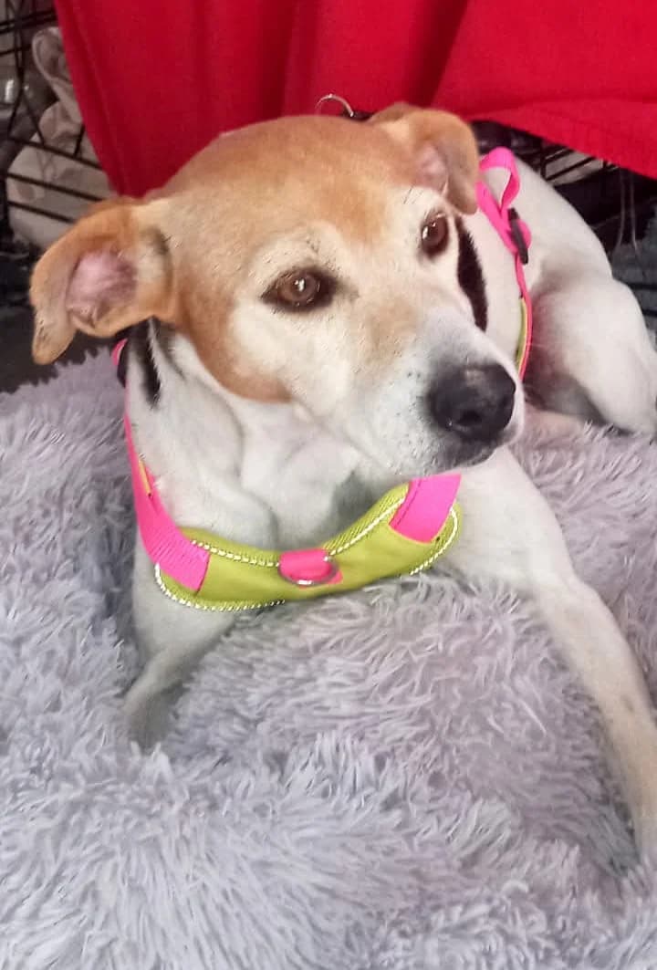 Shona –, female young Mixed Breed for adoption at Tierschutzverein ARCA e.V., Gernsbach