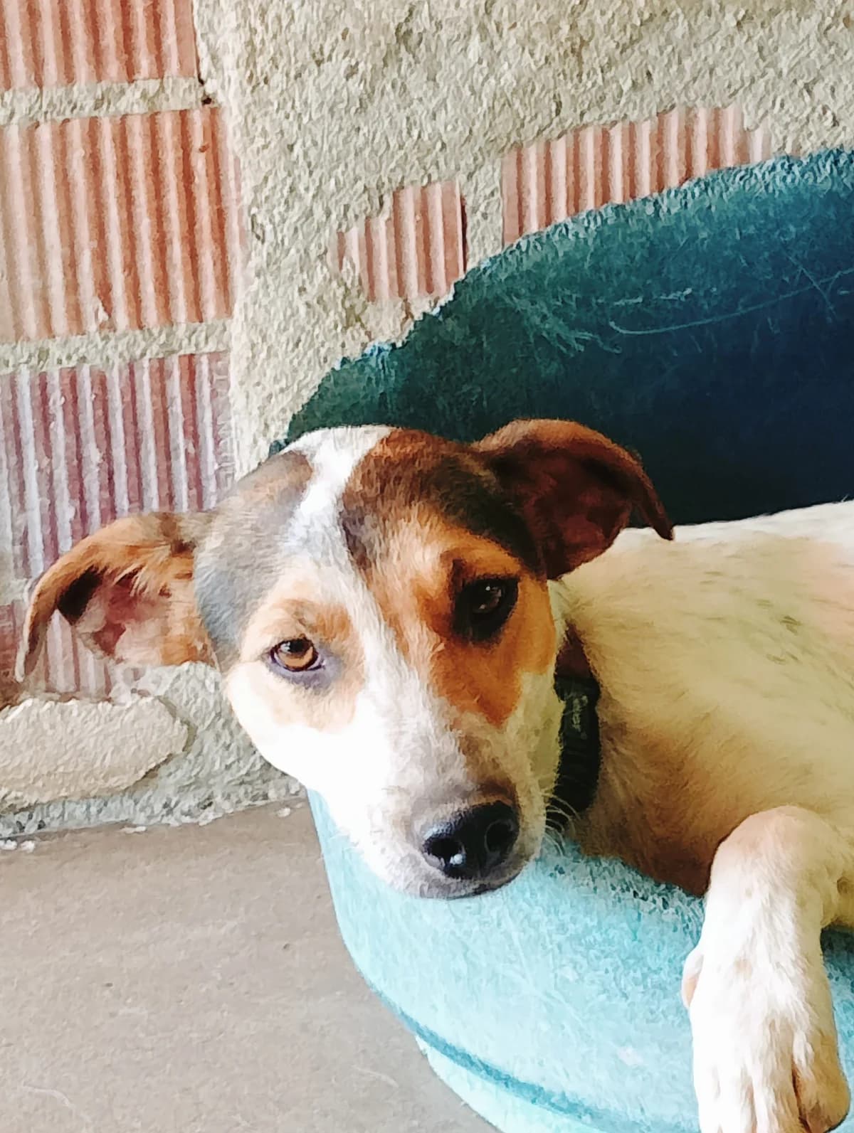 Bella –, female young Mixed Breed for adoption at Tierschutzverein ARCA e.V., Gernsbach