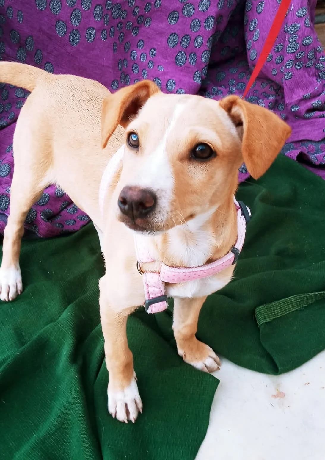 Vania –, female puppy Mixed Breed for adoption at Tierschutzverein ARCA e.V., Gernsbach