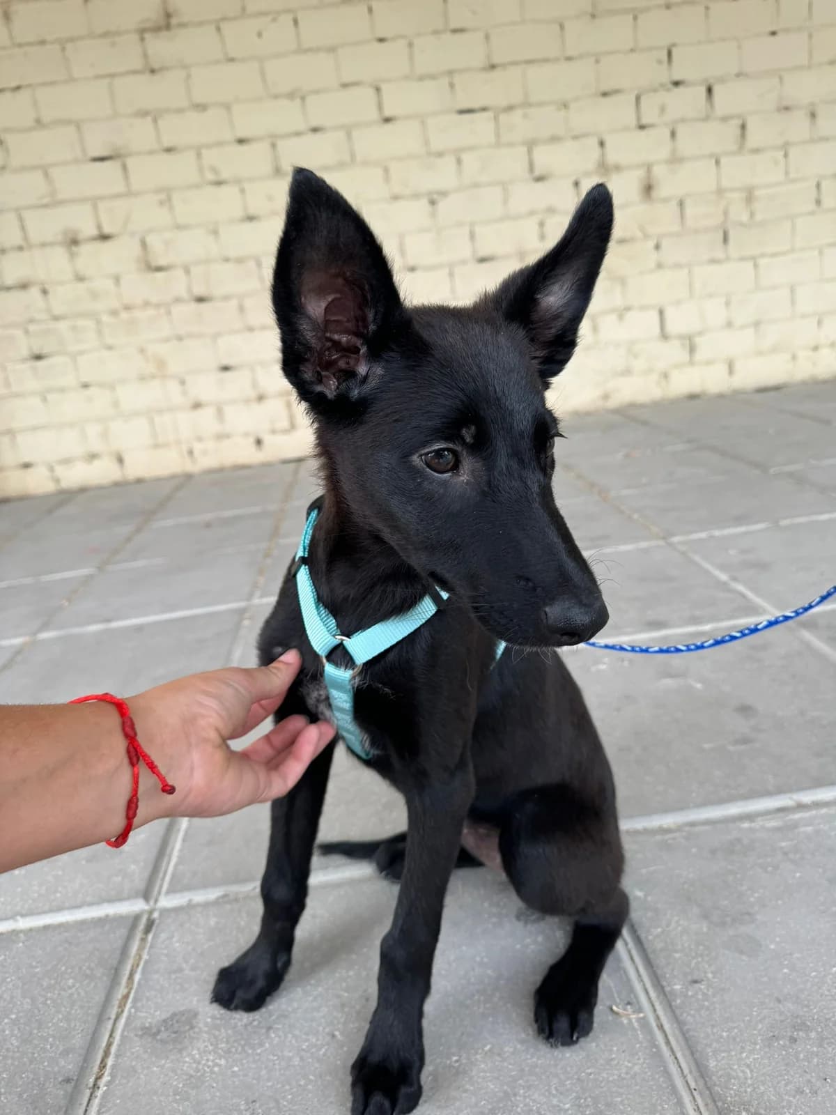 Asha –, young Mixed Breed for adoption at Tierschutzverein ARCA e.V., Gernsbach
