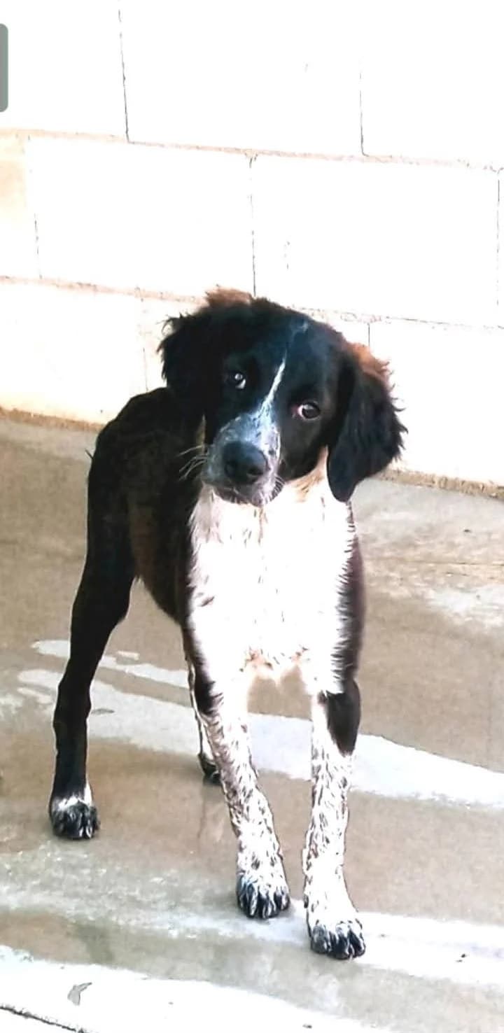 Arthur –, female young Mixed Breed for adoption at Tierschutzverein ARCA e.V., Gernsbach