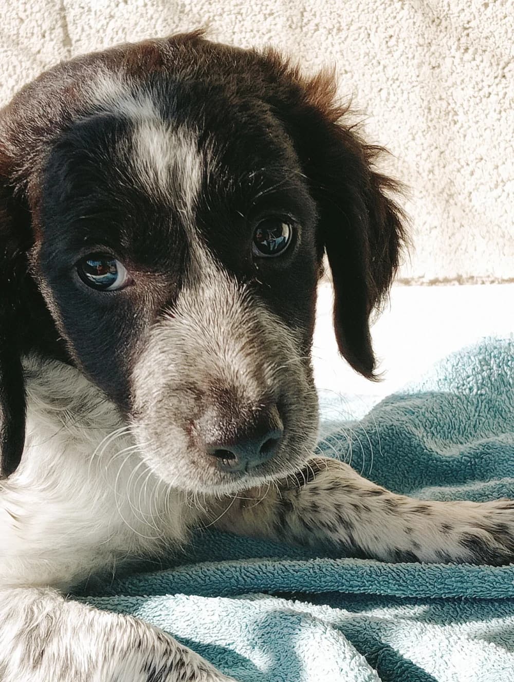 Britta –, female young Mixed Breed for adoption at Tierschutzverein ARCA e.V., Gernsbach