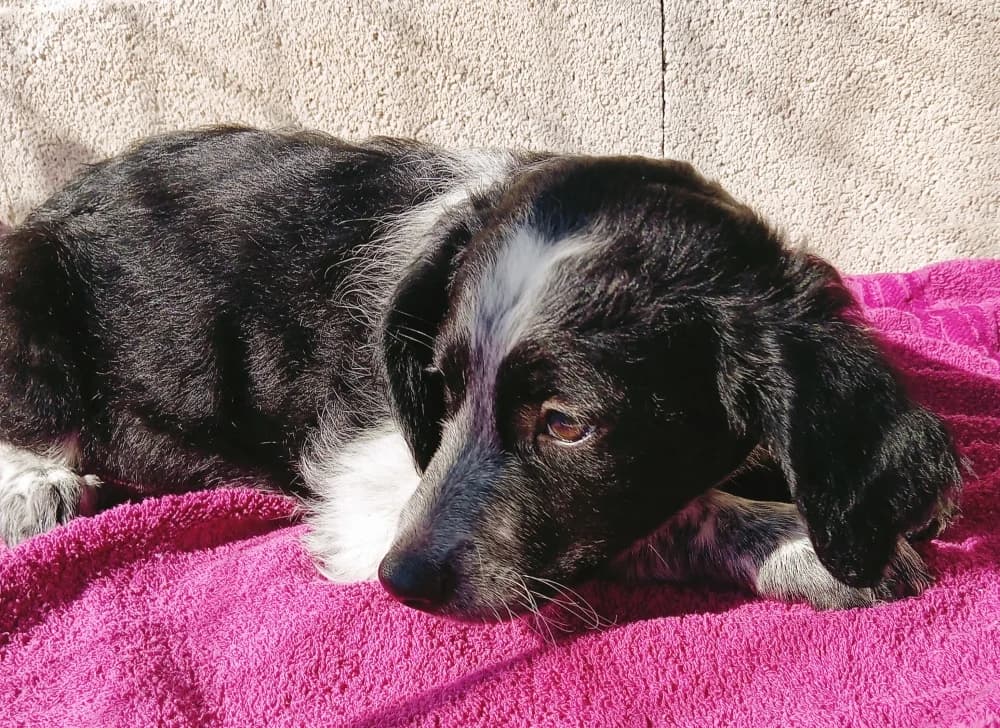 Sela –, female young Mixed Breed for adoption at Tierschutzverein ARCA e.V., Gernsbach