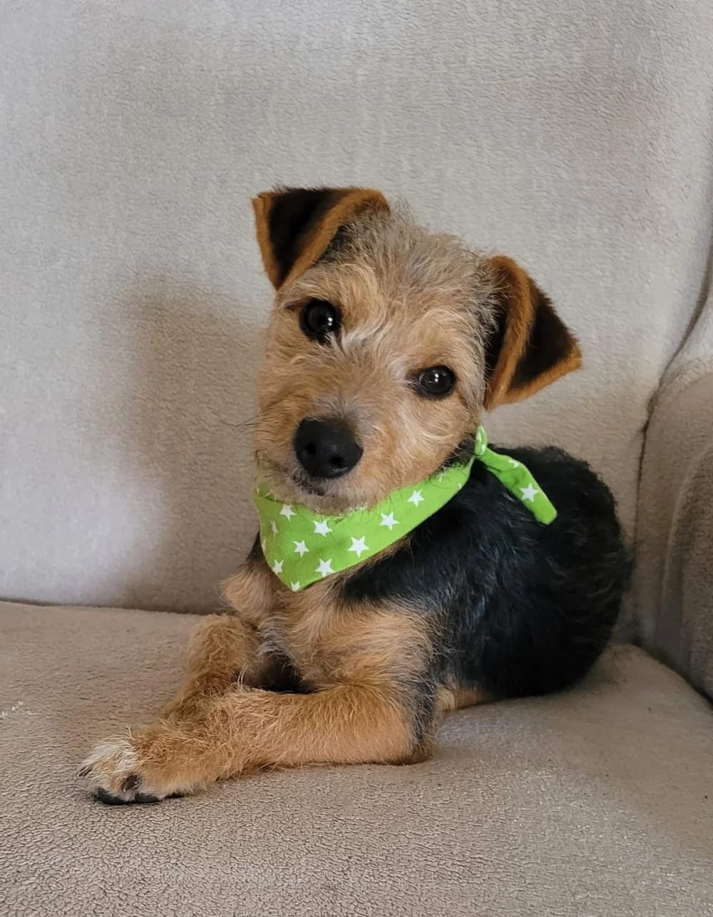 Bobby –, Mixed Breed for adoption at Tierschutzverein ARCA e.V., Gernsbach