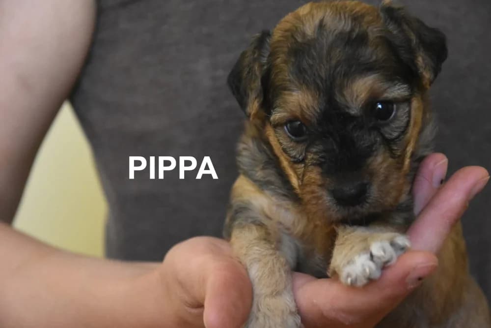 Pippa –, Mixed Breed for adoption at Tierschutzverein ARCA e.V., Gernsbach