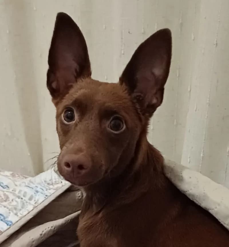 Chocolate –, male puppy Mixed Breed for adoption at Tierschutzverein ARCA e.V., Gernsbach