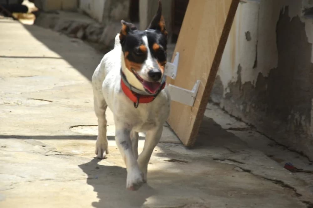 Mandy –, male puppy Mixed Breed for adoption at Tierschutzverein ARCA e.V., Gernsbach