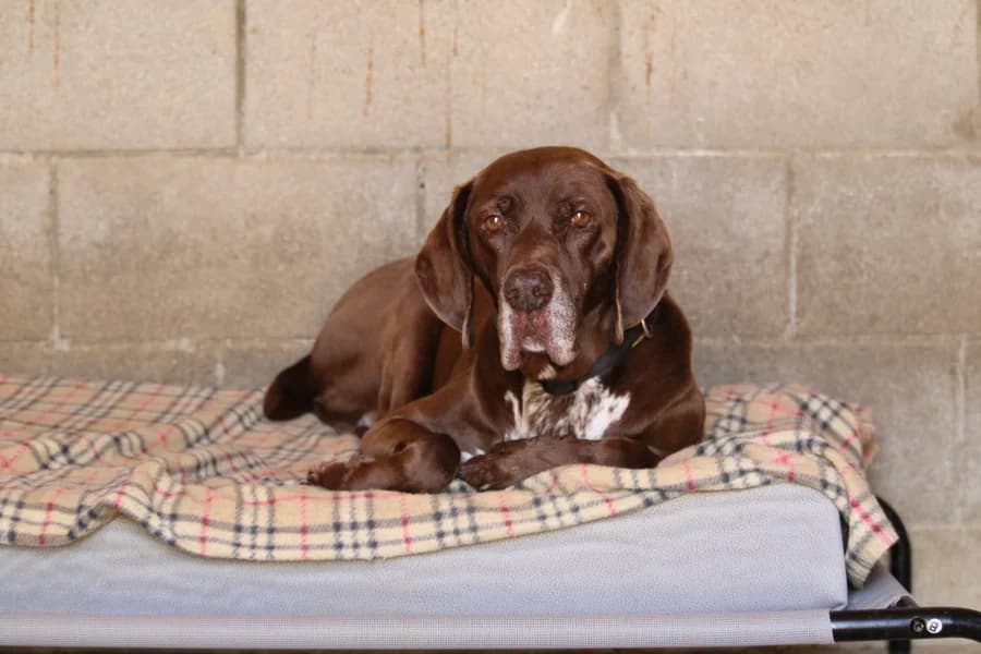 Turbo, male senior Mixed Breed for adoption at Tierschutzverein ARCA e.V., Gernsbach