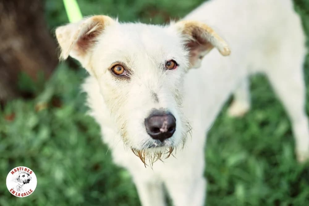 Fanta, male 4yo Mixed Breed for adoption at Tierschutzverein ARCA e.V., Gernsbach