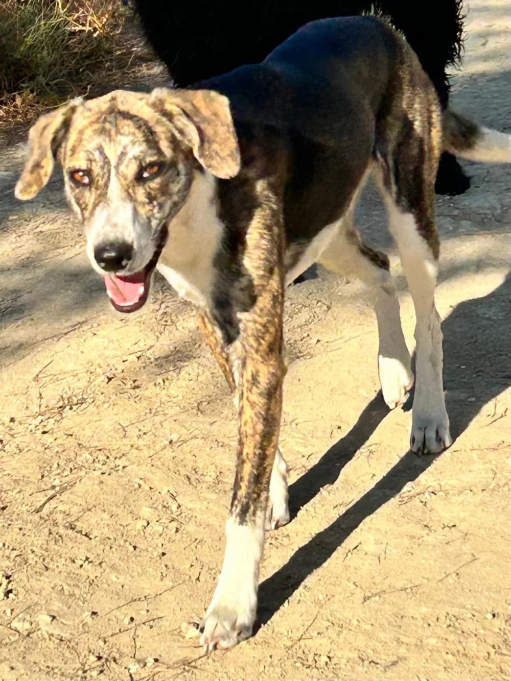 Nube, weiß female young Mixed Breed for adoption at Tierschutzverein ARCA e.V., Gernsbach