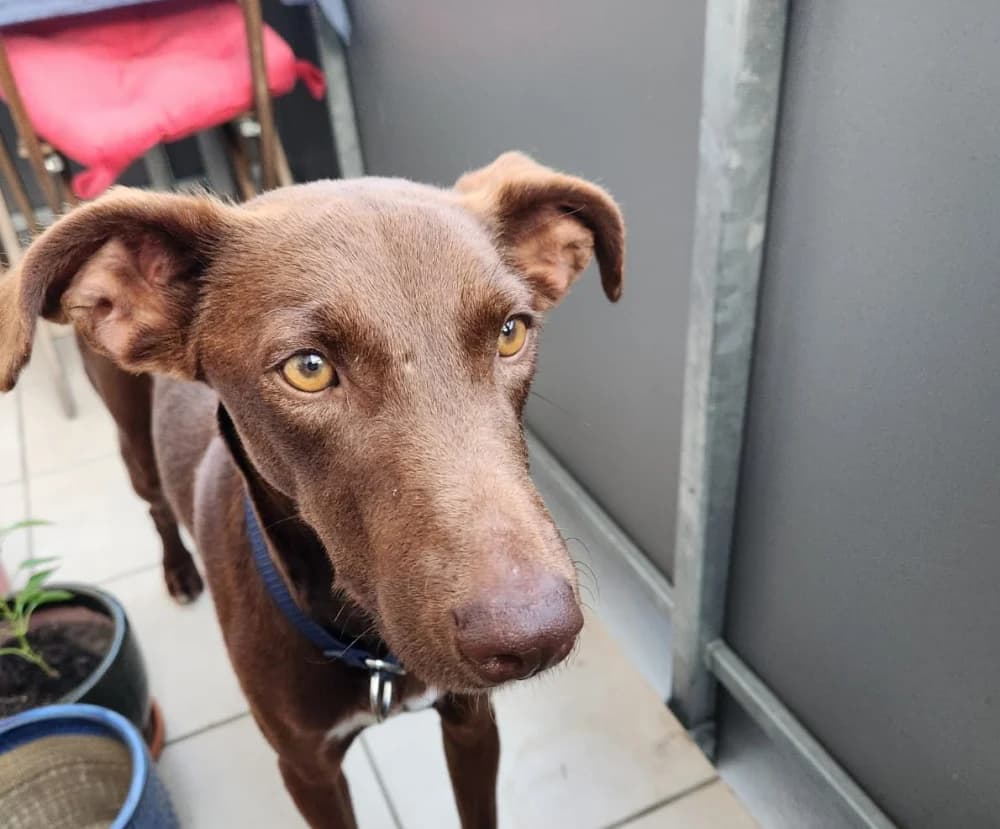 Logan, male Mixed Breed for adoption at Tierschutzverein ARCA e.V., Gernsbach