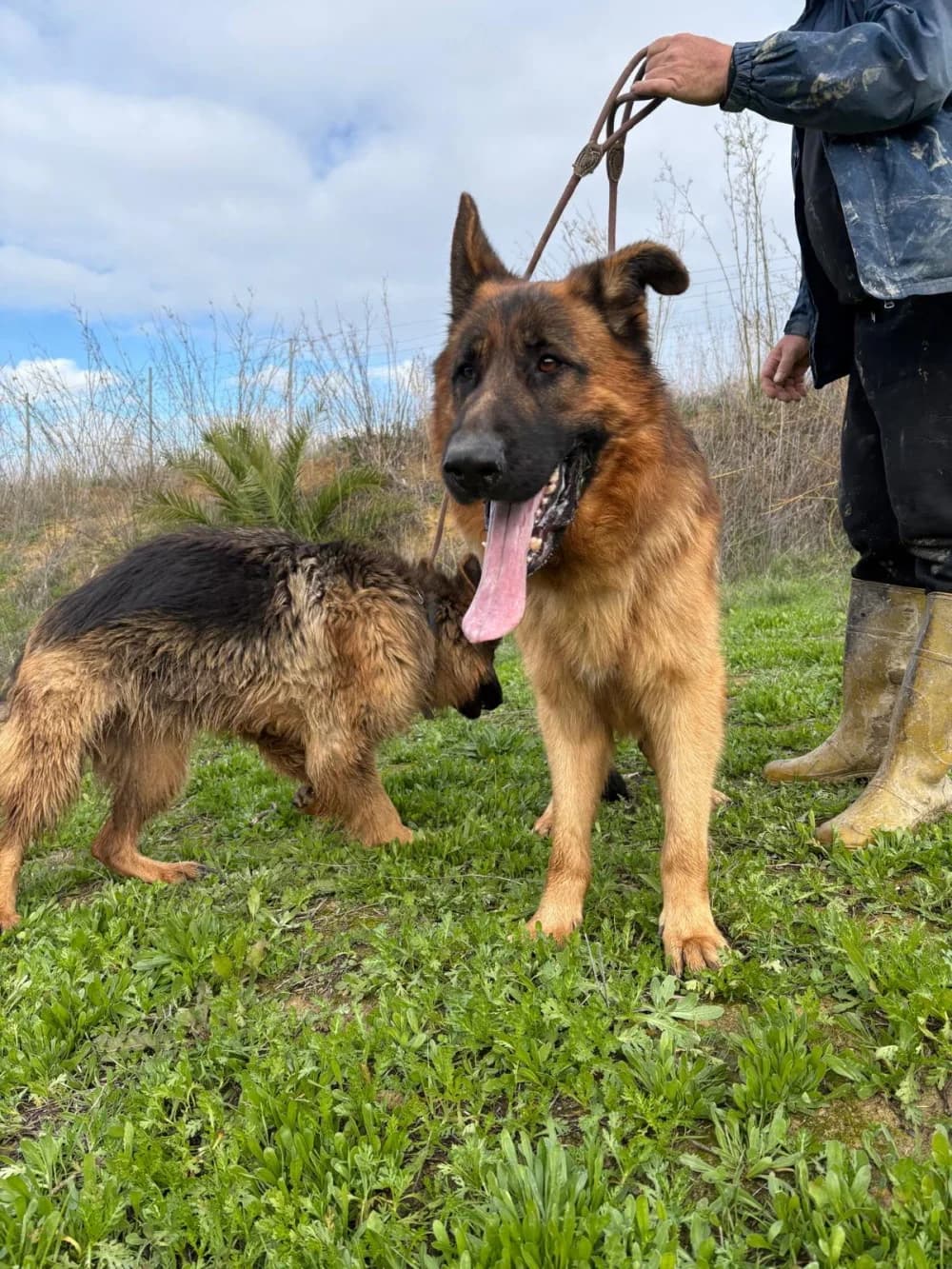 Leo, 5yo Mixed Breed for adoption at Tierschutzverein ARCA e.V., Gernsbach