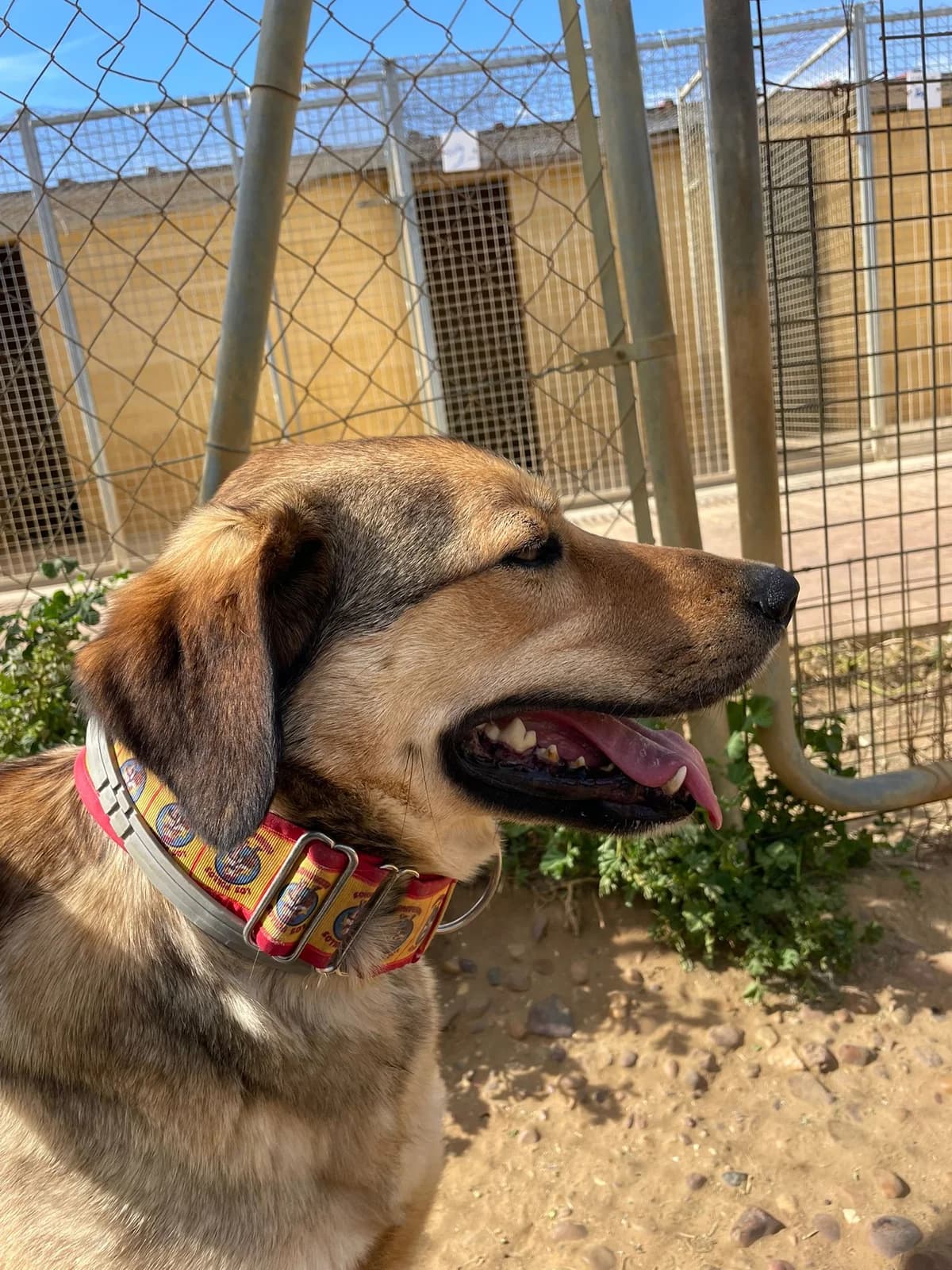 Tronco, male puppy Mixed Breed for adoption at Tierschutzverein ARCA e.V., Gernsbach