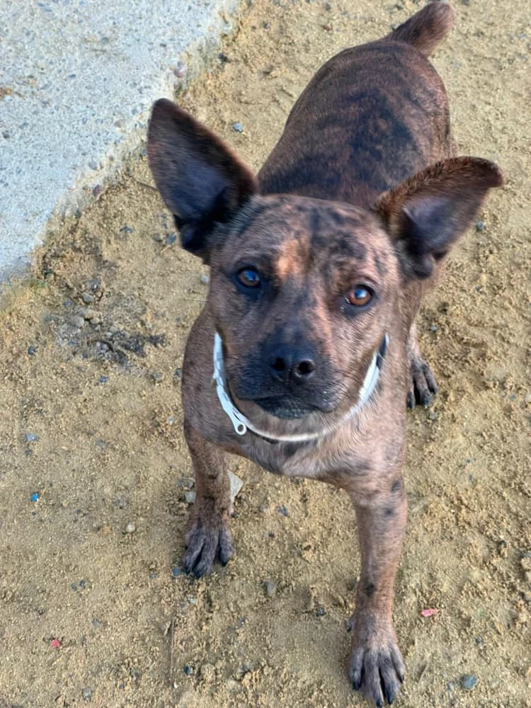 Xulo – reserviert, male Mixed Breed for adoption at Tierschutzverein ARCA e.V., Gernsbach