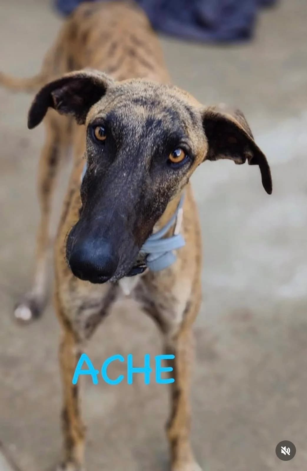 Ache – vermittelt, male puppy Mixed Breed for adoption at Tierschutzverein ARCA e.V., Gernsbach