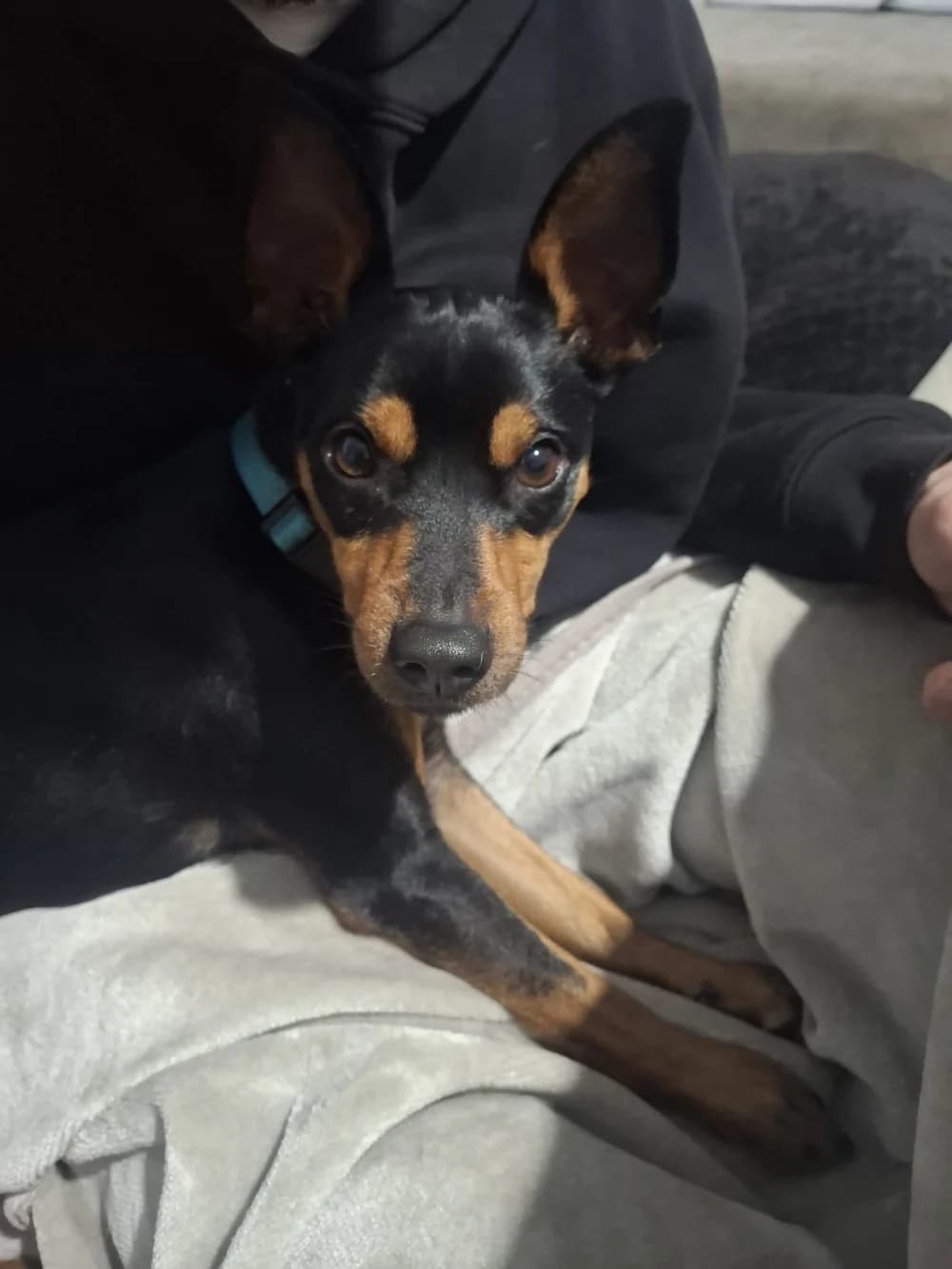 Kika – vermittelt, young Mixed Breed for adoption at Tierschutzverein ARCA e.V., Gernsbach