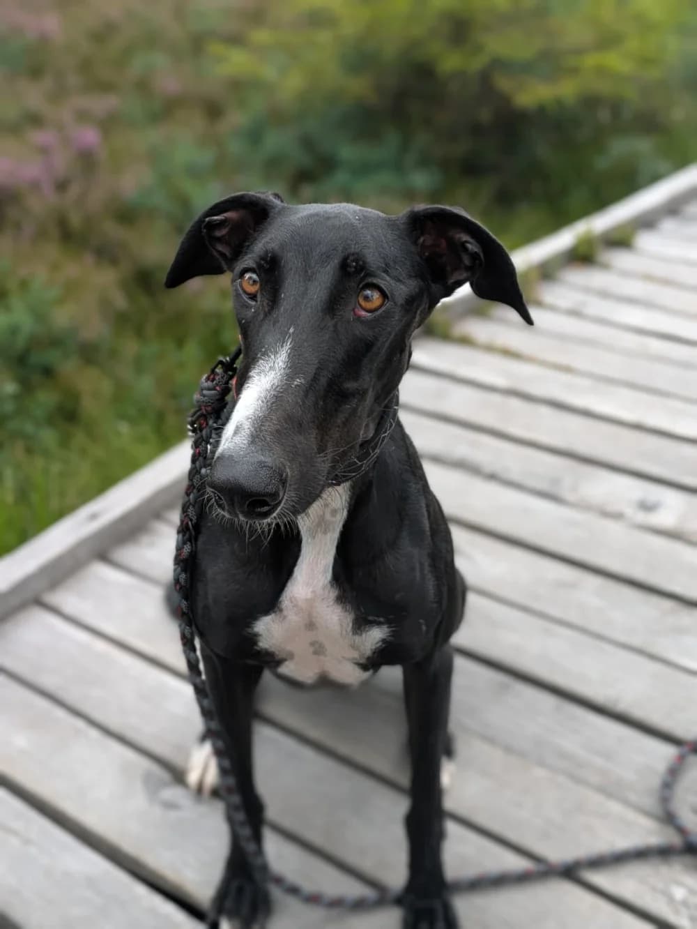 Ricky, male Mixed Breed for adoption at Tierschutzverein ARCA e.V., Gernsbach