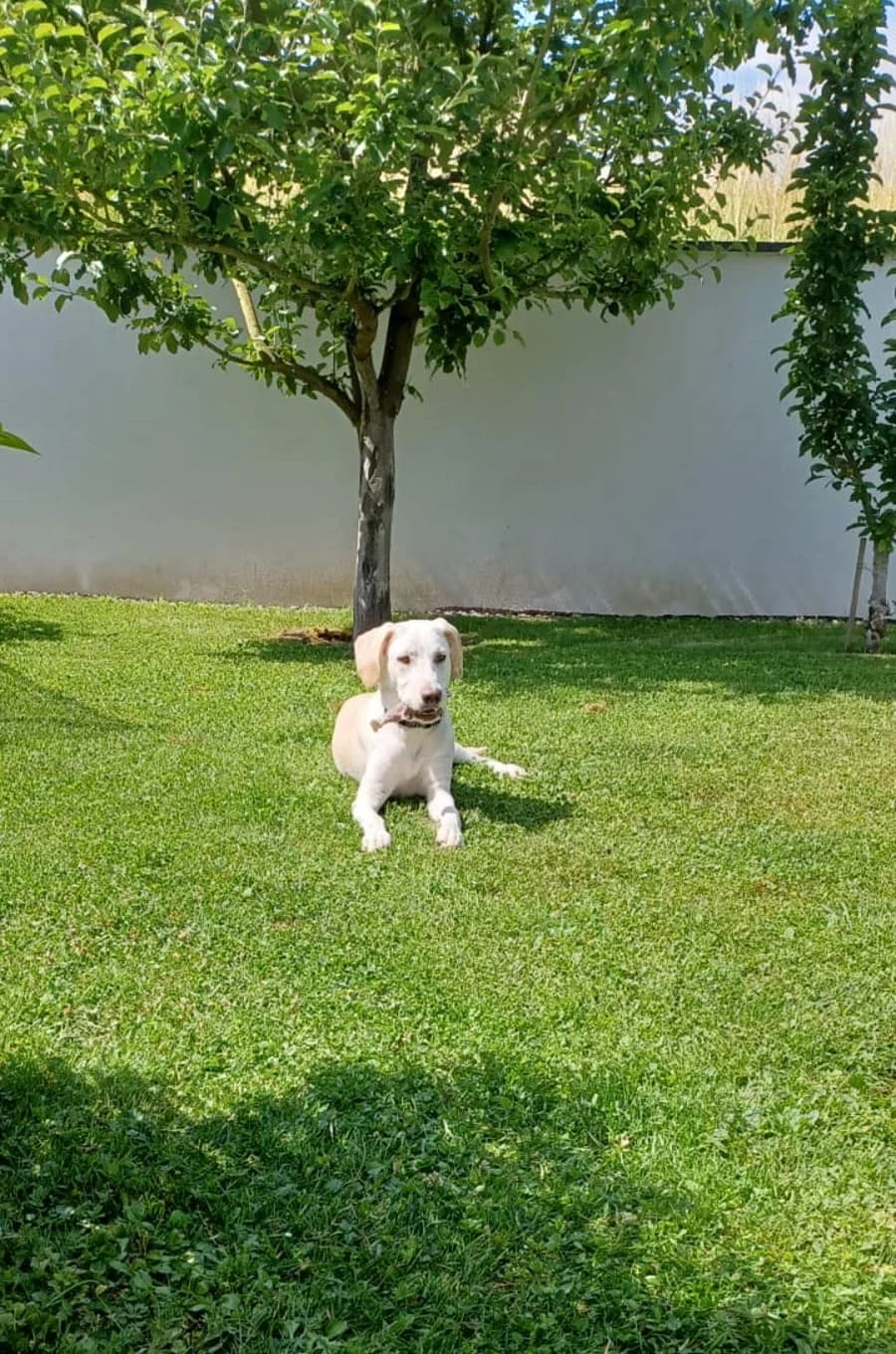 Orion, female puppy Mixed Breed for adoption at Tierschutzverein ARCA e.V., Gernsbach