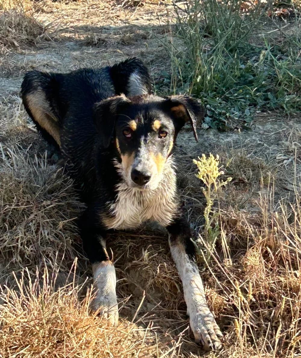 Mia, tricolor female puppy Mixed Breed for adoption at Tierschutzverein ARCA e.V., Gernsbach