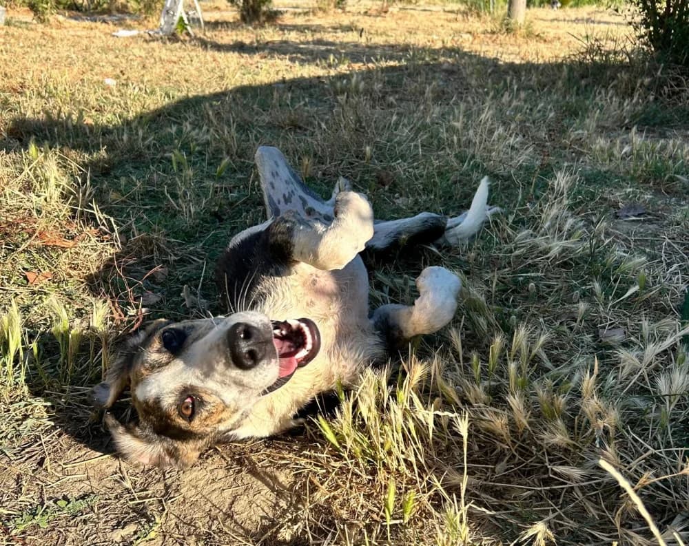 Vega, female puppy Mixed Breed for adoption at Tierschutzverein ARCA e.V., Gernsbach