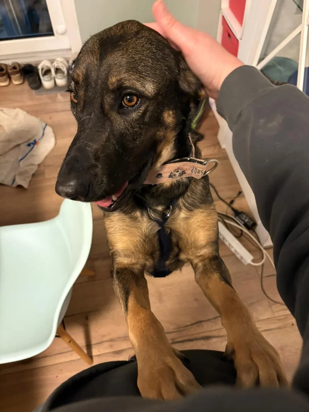 Nicole, female Mixed Breed for adoption at Tierschutzverein ARCA e.V.