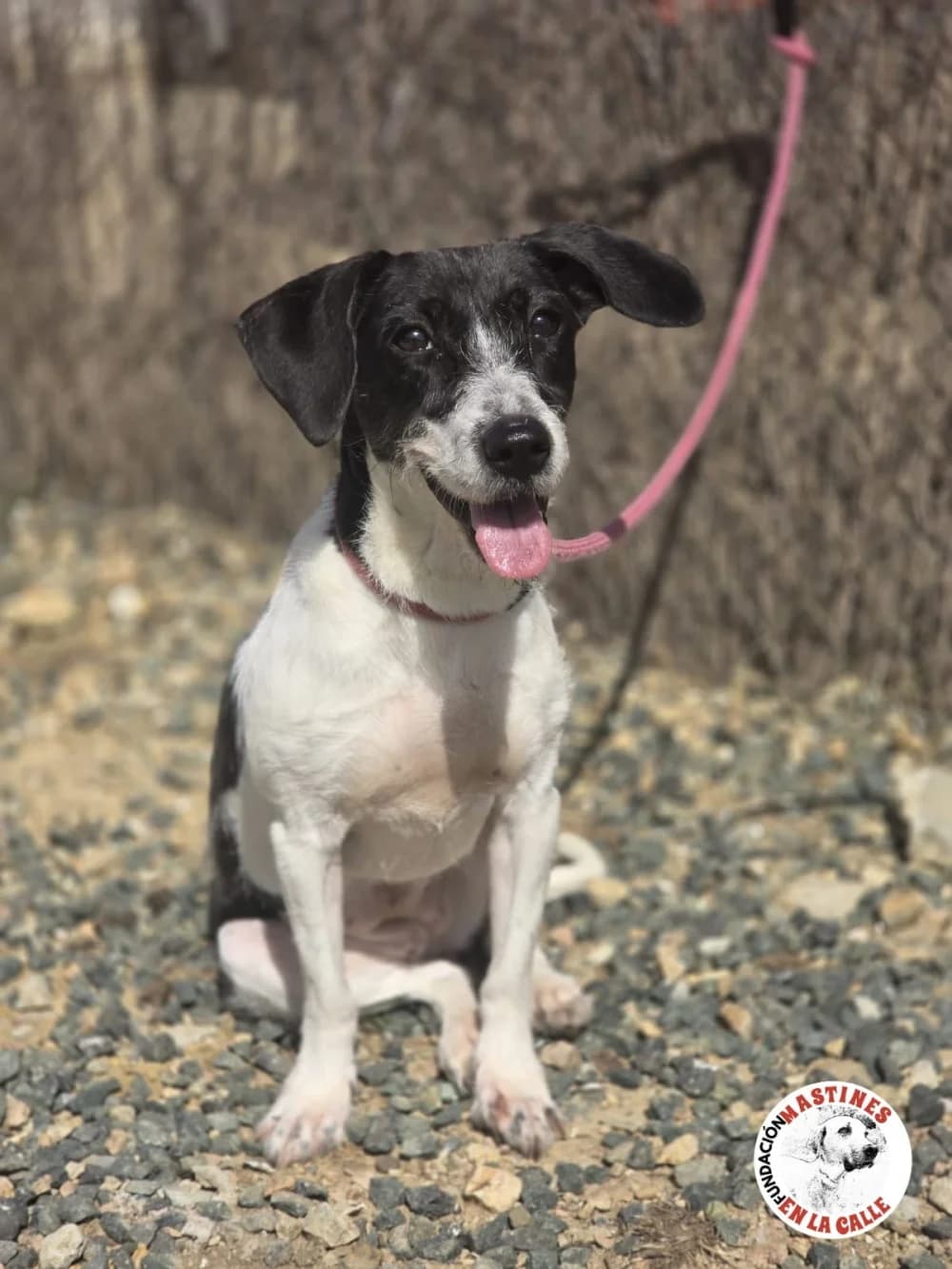 Nai – reserviert, female Mixed Breed for adoption at Tierschutzverein ARCA e.V., Gernsbach