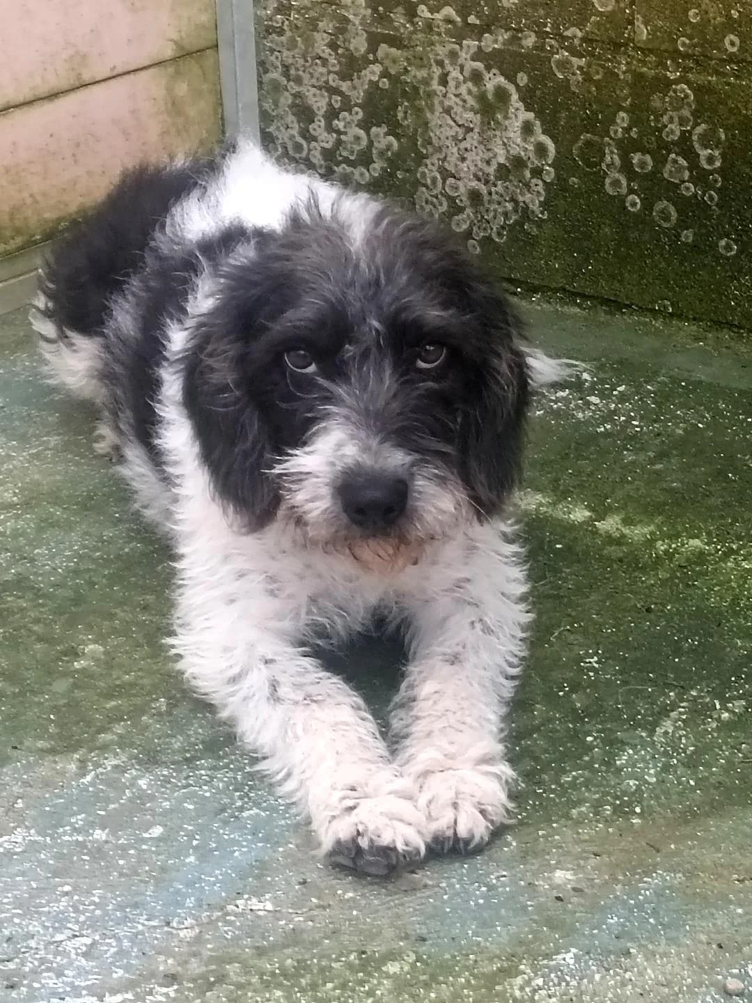 Bella – reserviert, female puppy Mixed Breed for adoption at Tierschutzverein ARCA e.V., Gernsbach