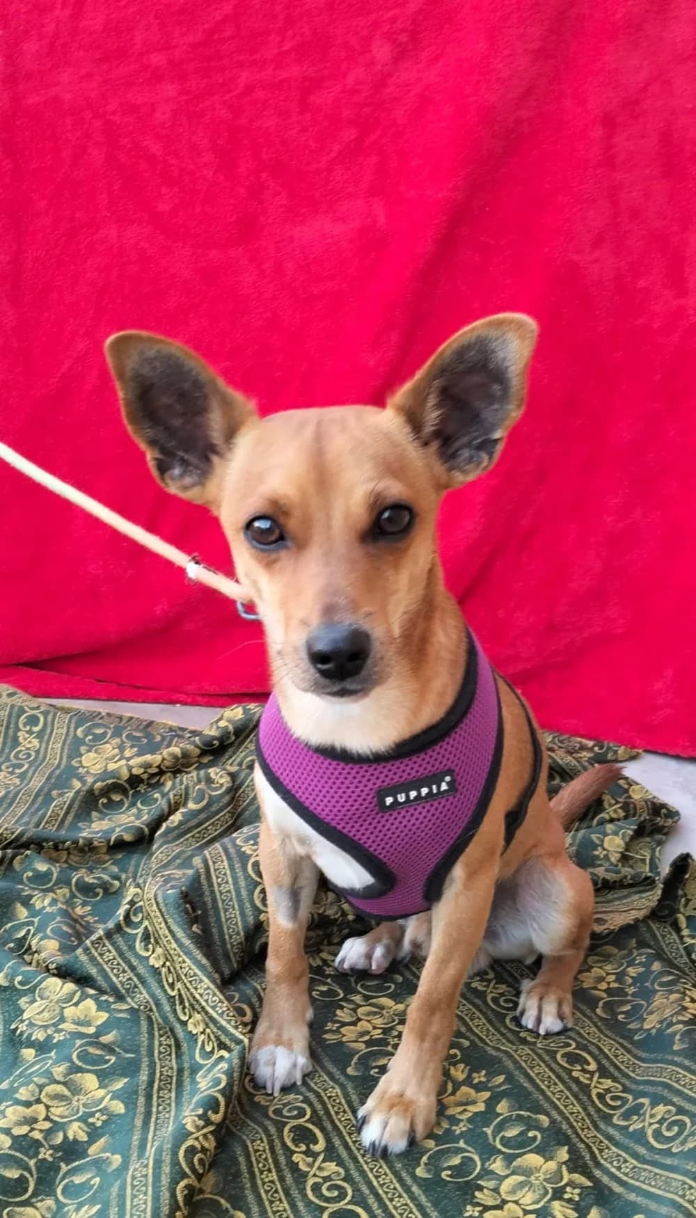 Dilon, male Mixed Breed for adoption at Tierschutzverein ARCA e.V.