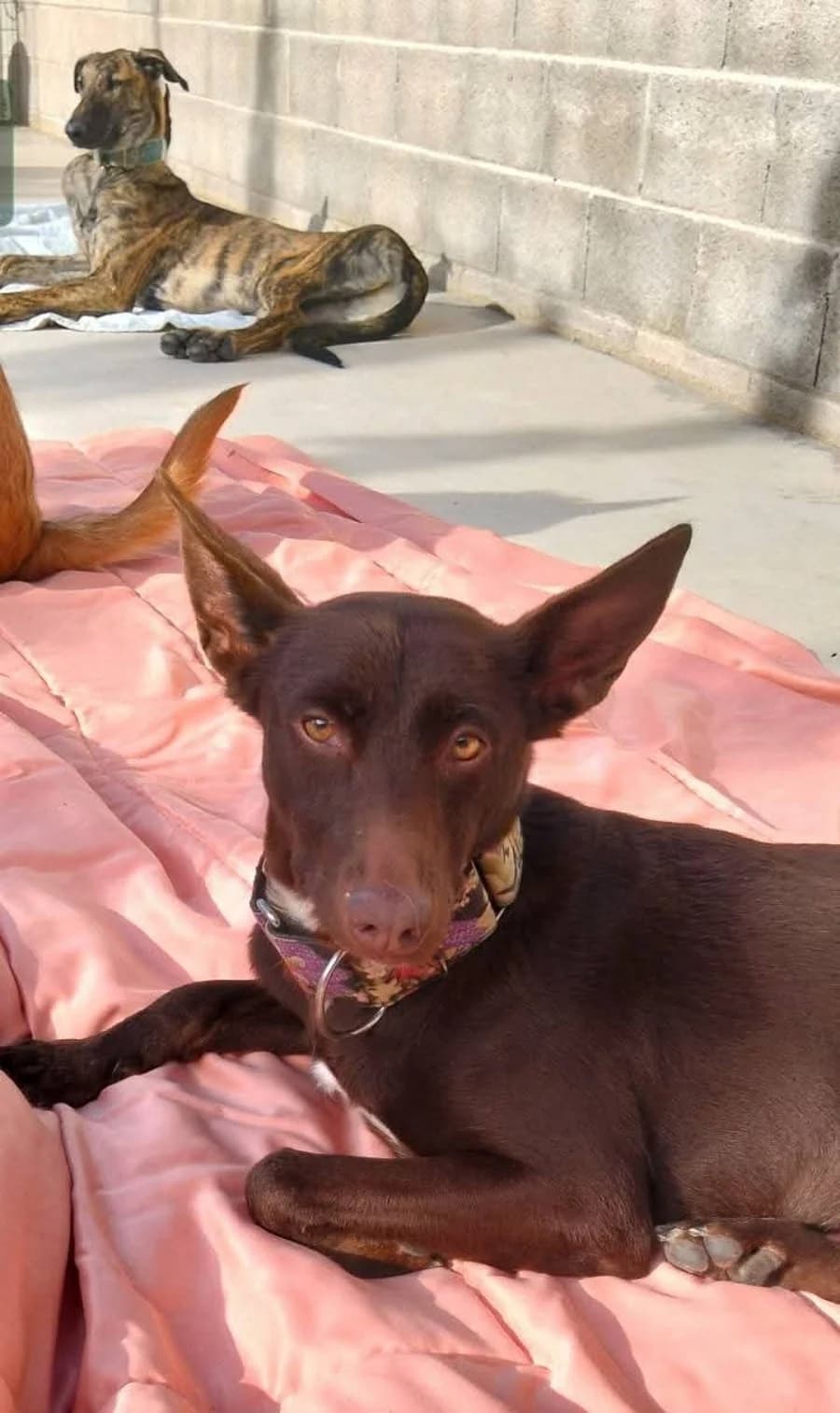 Nita, weiß female 6yo Mixed Breed for adoption at Tierschutzverein ARCA e.V., Gernsbach