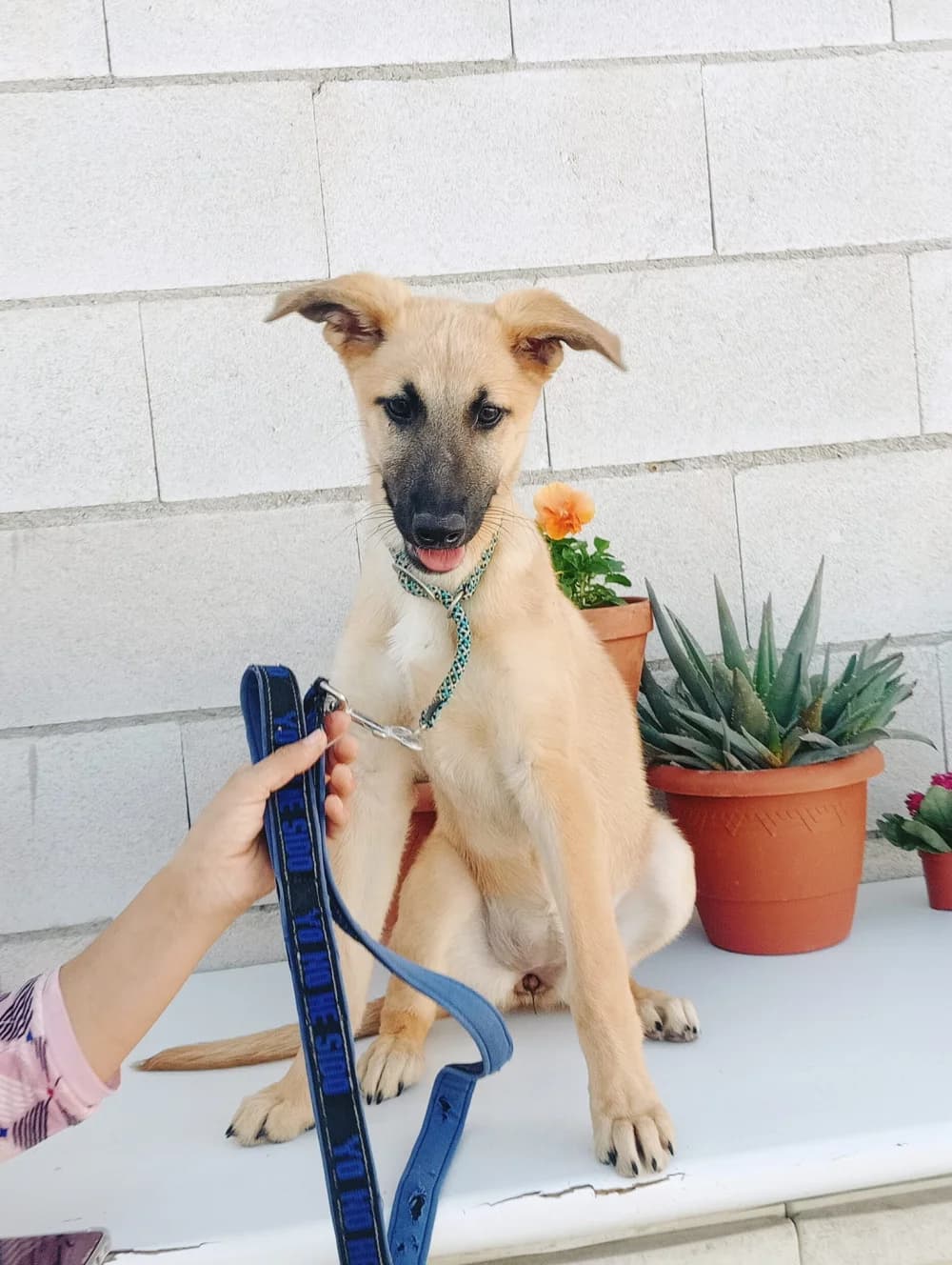 Maddie, Mixed Breed for adoption at Tierschutzverein ARCA e.V., Gernsbach